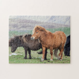 Puzzle Poney Shetland, îles Shetland, Écosse 2
