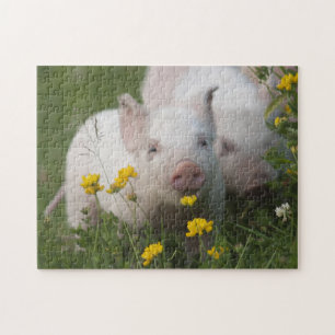 Puzzle Porcelets blancs mignons en fleurs jaunes - animal