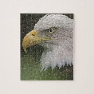 Puzzle Portrait d'aigle royal adulte, Haliaeetus