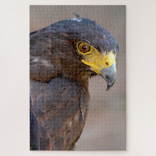 Puzzle Portrait de la carte postale Harris Hawk