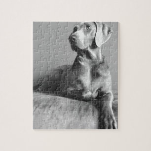 Puzzle Portrait de Weimaraner