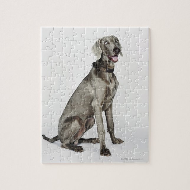 Puzzle Portrait du chien Weimaraner (Vertical)