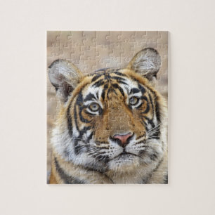 Puzzle Portrait du tigre royal du Bengale, Ranthambhor