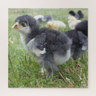 Puzzle poulet, animal, poussin, oiseau, ferme, mignon, pu
