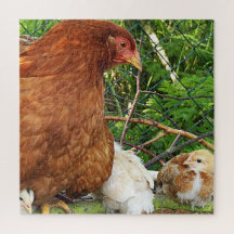 poulet, animal, poussin, oiseau, ferme, mignon, pu