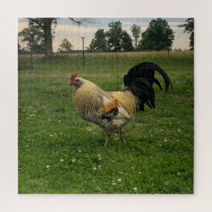 Puzzle Poulet de campagne à la ferme Photo