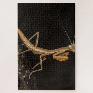 Puzzle Prière Mantis Belle Et Déplaisante Insecte Art