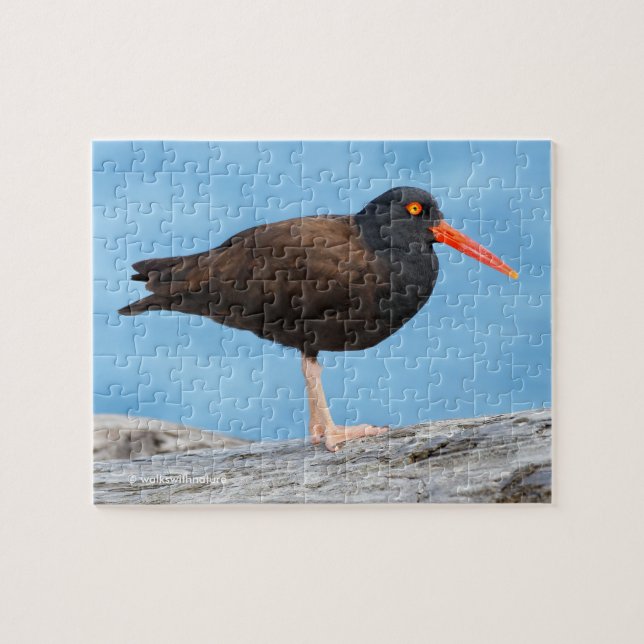 Puzzle Profil d'un Oystercatcher noir (Horizontal)