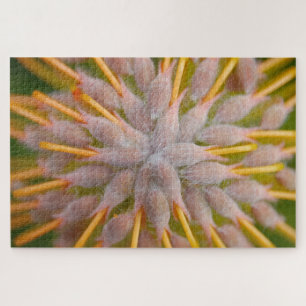 Puzzle Protea Leucospermum praecox. . Protéa à tête d'épi