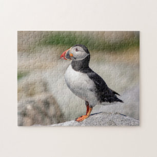 Puzzle Puffin Atlantique en Machias, Maine