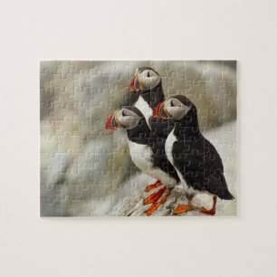 Puzzle Puffins de l'Atlantique sur l'île des phoques Mach