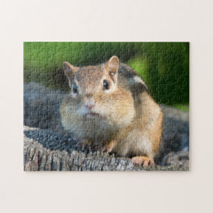 Puzzle Puffy Cheeked Chipmunk