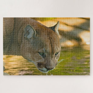 Puzzle Puma, Lion de montagne.