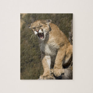 Puzzle Puma ou lion de montagne, puma concolor, En captiv