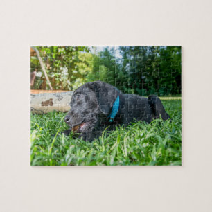 Puzzle Puppy Labrador