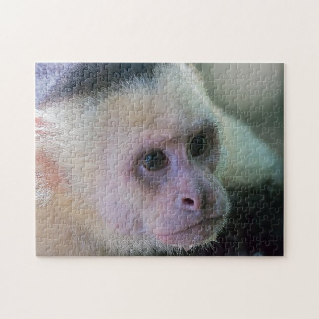 Puzzle Pura vida pour singe capucin à tête blanche (Horizontal)
