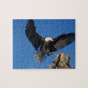 Puzzle pygargue à tête blanche, Haliaeetus leuccocephalus