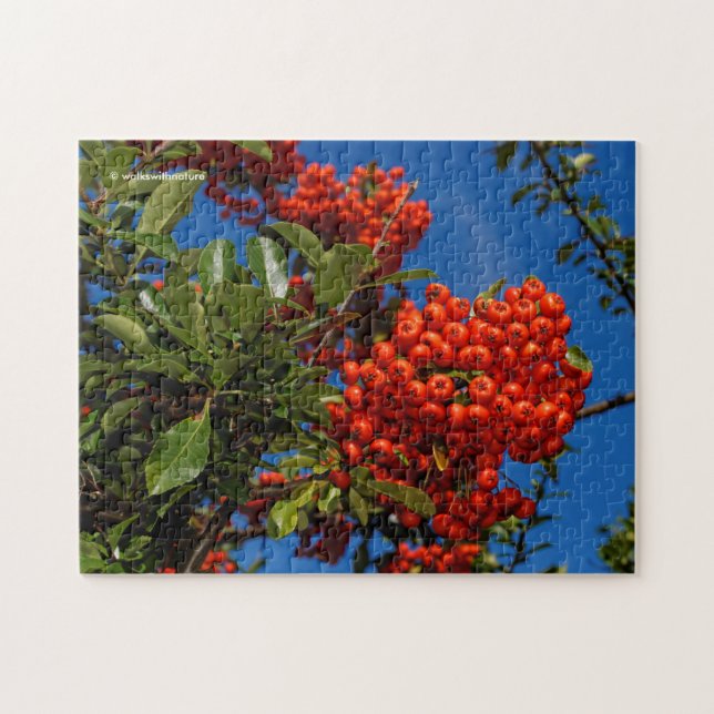 Puzzle Pyracantha Coccinea / Feu d'épine d'araignée (Horizontal)