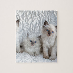 Puzzle Quatre jeunes chats de Ragdoll se reposant dans