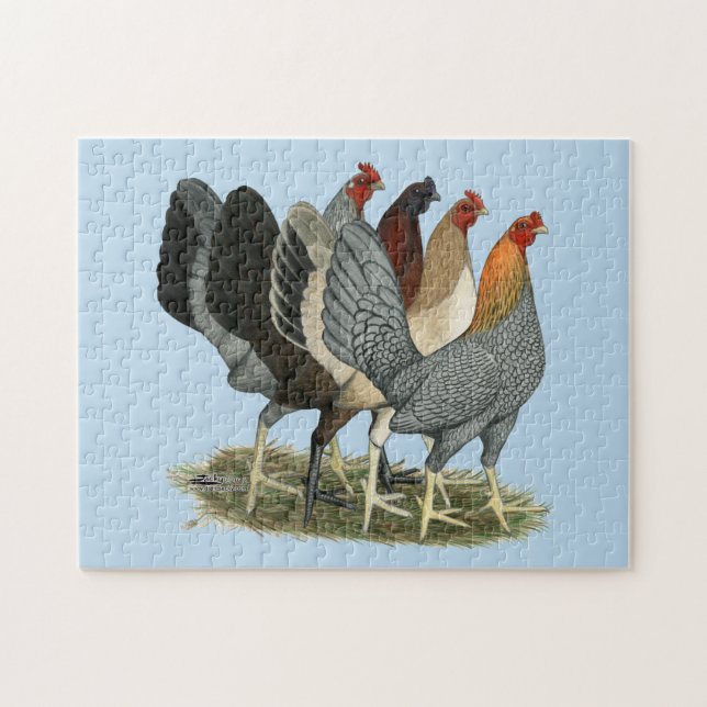 Puzzle Quatre poules de Gamefowl (Horizontal)