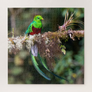 Puzzle Quetzal resplendissant dans la forêt nuageuse