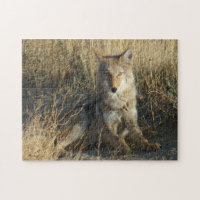 R15 Coyote Couché