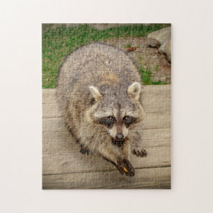 Puzzle Raccoon avec puce