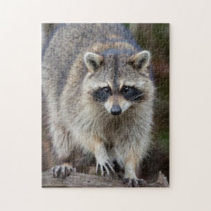 Puzzle Raccoon, Procyon lotor, Floride, USA 2