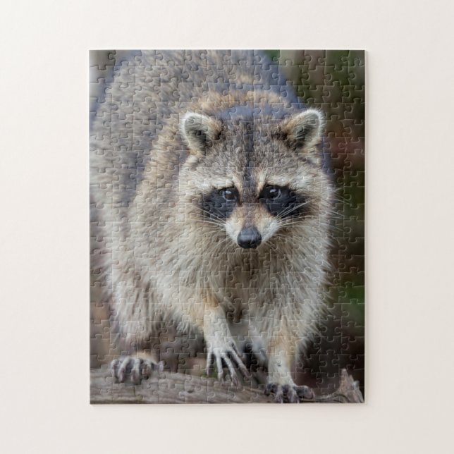Puzzle Raccoon, Procyon lotor, Floride, USA 2 (Vertical)