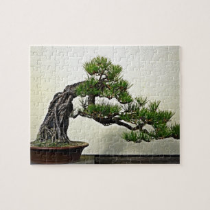 Puzzle Racine au-dessus d'arbre de bonsaïs de pin de