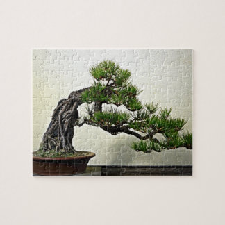 Puzzle Racine au-dessus d'arbre de bonsaïs de pin de