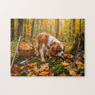 Puzzle Recherche de champignons par un spaniel dans une f