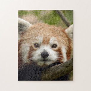 Puzzle red-panda-010