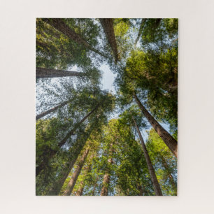 Puzzle Redwood National and State Parks, Californie