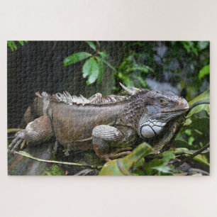 Puzzle Regardez-moi Lizard Singapore Zoo