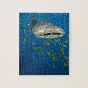 Puzzle Requin baleine avec des poissons, Indonésie
