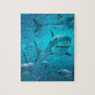 Puzzle Requins