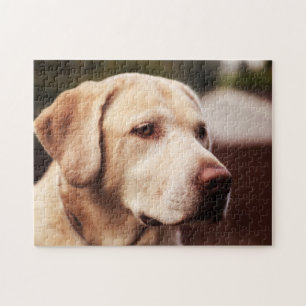 Puzzle Retriever du Labrador