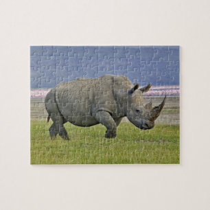 Puzzle Rhinocéros blanc et flamants roses nains éloignés,