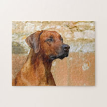 Rhodesian Ridgeback