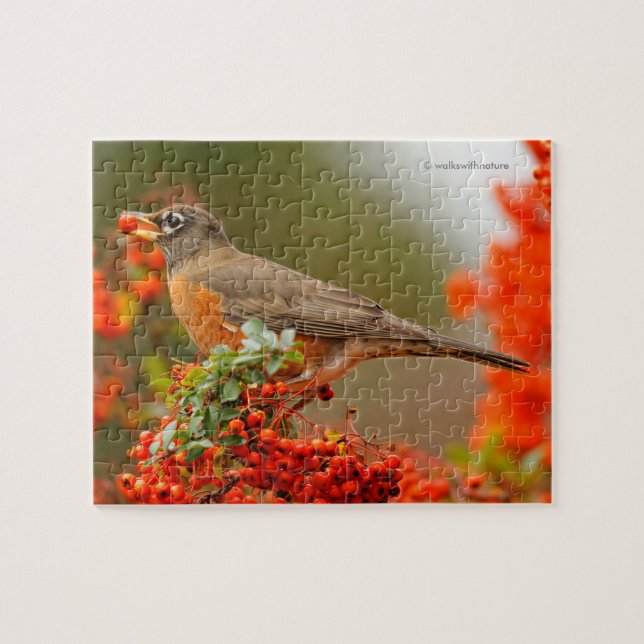Puzzle Robin américain avec Pyracantha Pomme (Horizontal)