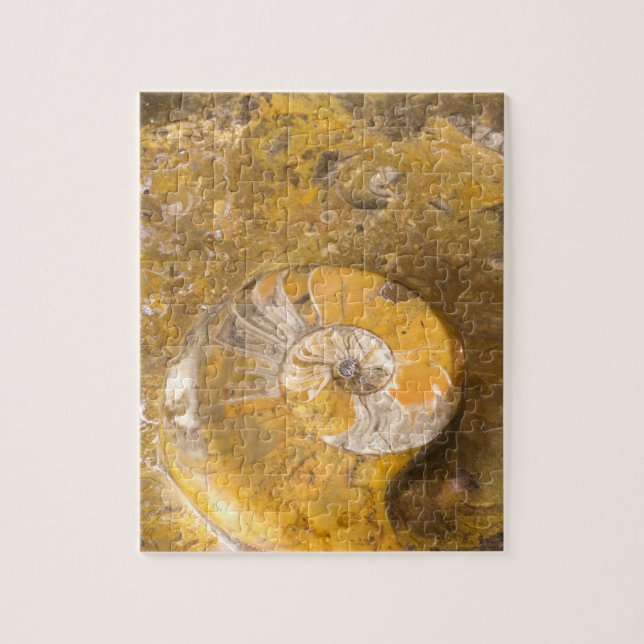 Puzzle Roche avec l'ammonite fossilisée et d'autres (Vertical)