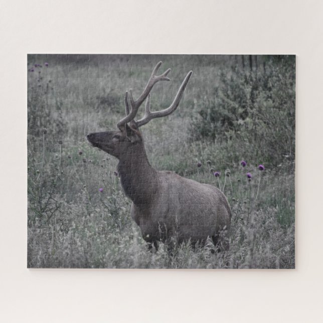 Puzzle Rocky Mountain Elk - RMNP - 16x20 - 520 pcs (Horizontal)