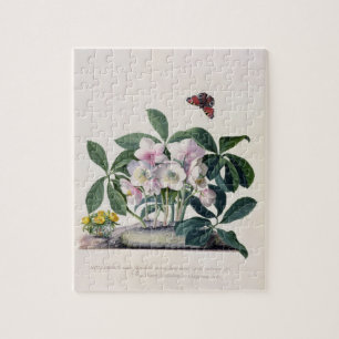 Puzzle Rose de Noël (Helleborus Niger) et hiver Aconi