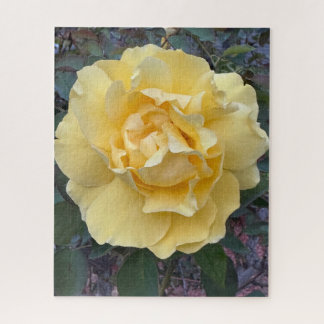 Puzzle Rose jaune, Oakland