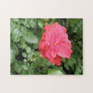 Puzzle Rose sauvage