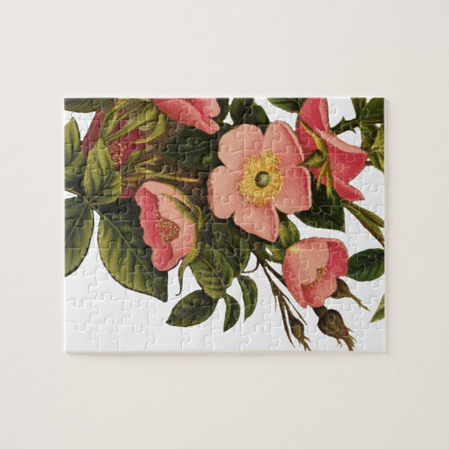 Puzzle Roses Anciennes Jolies Roses Botaniques Roses (Horizontal)