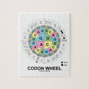 Puzzle Roue de codon (acides aminés de codons d'ARN)