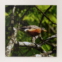 Rouge-gorge curieux