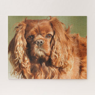 Puzzle Ruby Cavalier King Charles Spaniel